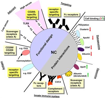 The Protein Corona as a Confounding Variable of Nanoparticle-Mediated Targeted Vaccine Delivery